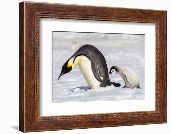 Antarctica, Snow Hill. A young chick trudges behind an adult emperor penguin.-Ellen Goff-Framed Photographic Print