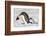 Antarctica, Snow Hill. A young chick trudges behind an adult emperor penguin.-Ellen Goff-Framed Photographic Print