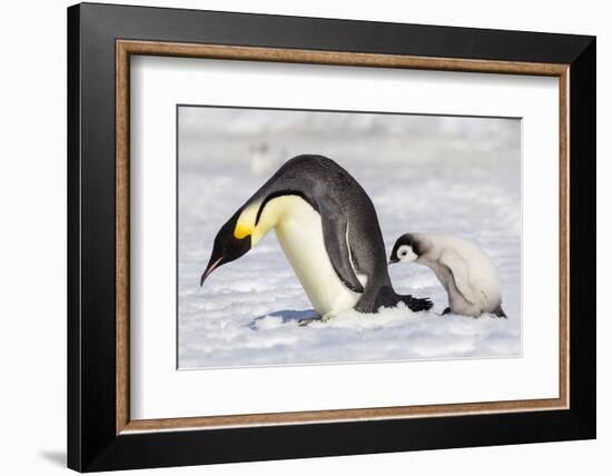 Antarctica, Snow Hill. A young chick trudges behind an adult emperor penguin.-Ellen Goff-Framed Photographic Print