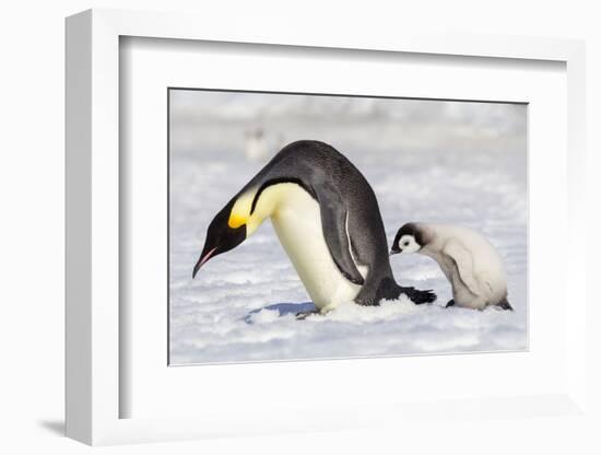 Antarctica, Snow Hill. A young chick trudges behind an adult emperor penguin.-Ellen Goff-Framed Photographic Print