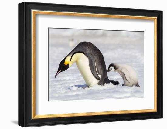 Antarctica, Snow Hill. A young chick trudges behind an adult emperor penguin.-Ellen Goff-Framed Photographic Print