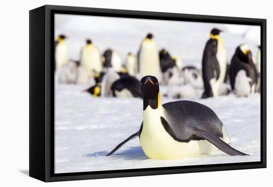 Antarctica, Snow Hill. An emperor penguin adult lies in the snow at the edge of the rookery.-Ellen Goff-Framed Premier Image Canvas