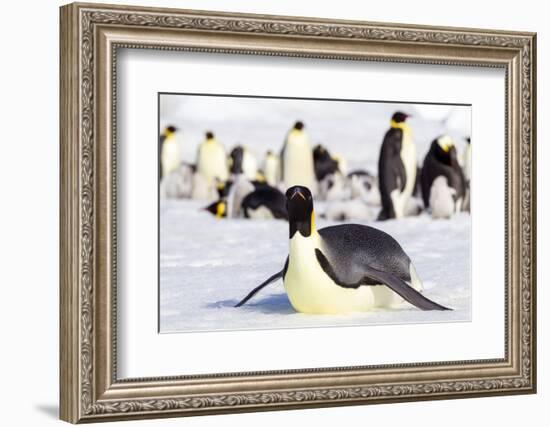 Antarctica, Snow Hill. An emperor penguin adult lies in the snow at the edge of the rookery.-Ellen Goff-Framed Photographic Print