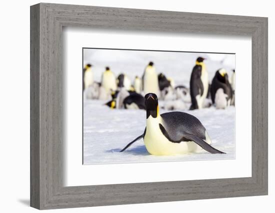 Antarctica, Snow Hill. An emperor penguin adult lies in the snow at the edge of the rookery.-Ellen Goff-Framed Photographic Print