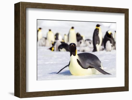 Antarctica, Snow Hill. An emperor penguin adult lies in the snow at the edge of the rookery.-Ellen Goff-Framed Photographic Print