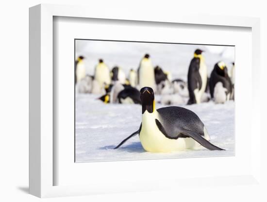 Antarctica, Snow Hill. An emperor penguin adult lies in the snow at the edge of the rookery.-Ellen Goff-Framed Photographic Print