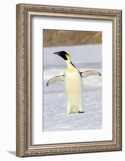 Antarctica, Snow Hill. An emperor penguin adult stands by itself vocalizing-Ellen Goff-Framed Photographic Print