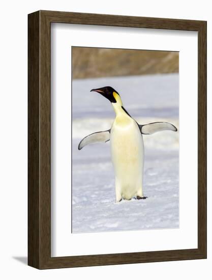 Antarctica, Snow Hill. An emperor penguin adult stands by itself vocalizing-Ellen Goff-Framed Photographic Print