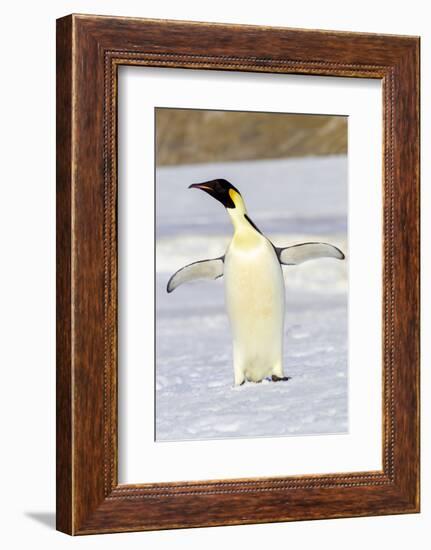 Antarctica, Snow Hill. An emperor penguin adult stands by itself vocalizing-Ellen Goff-Framed Photographic Print