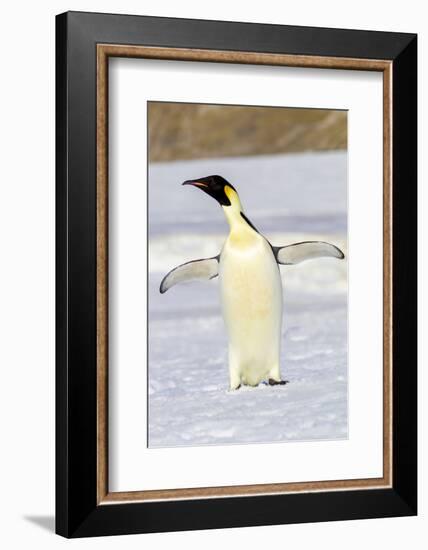 Antarctica, Snow Hill. An emperor penguin adult stands by itself vocalizing-Ellen Goff-Framed Photographic Print