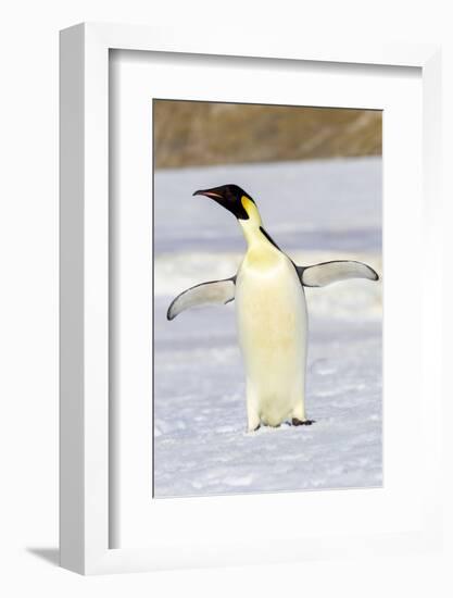 Antarctica, Snow Hill. An emperor penguin adult stands by itself vocalizing-Ellen Goff-Framed Photographic Print