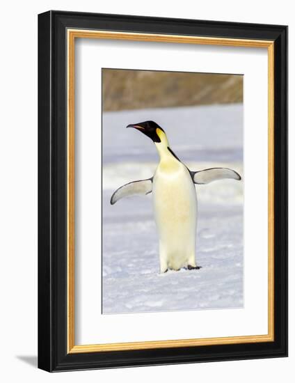 Antarctica, Snow Hill. An emperor penguin adult stands by itself vocalizing-Ellen Goff-Framed Photographic Print