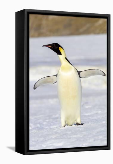 Antarctica, Snow Hill. An emperor penguin adult stands by itself vocalizing-Ellen Goff-Framed Premier Image Canvas