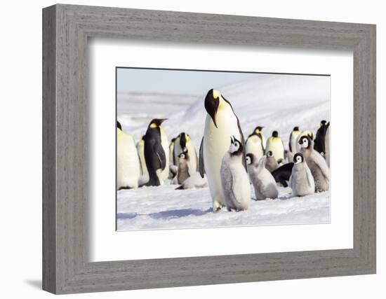 Antarctica, Snow Hill. An emperor penguin chick begs for food from an adult.-Ellen Goff-Framed Photographic Print