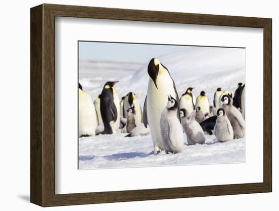 Antarctica, Snow Hill. An emperor penguin chick begs for food from an adult.-Ellen Goff-Framed Photographic Print