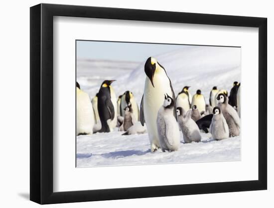 Antarctica, Snow Hill. An emperor penguin chick begs for food from an adult.-Ellen Goff-Framed Photographic Print