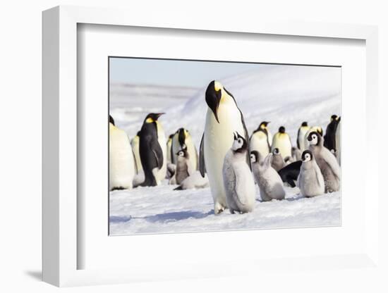 Antarctica, Snow Hill. An emperor penguin chick begs for food from an adult.-Ellen Goff-Framed Photographic Print