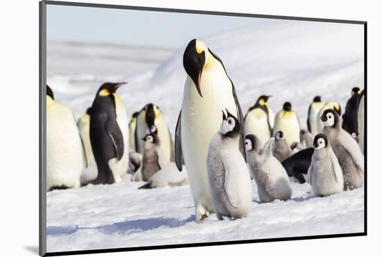 Antarctica, Snow Hill. An emperor penguin chick begs for food from an adult.-Ellen Goff-Mounted Photographic Print