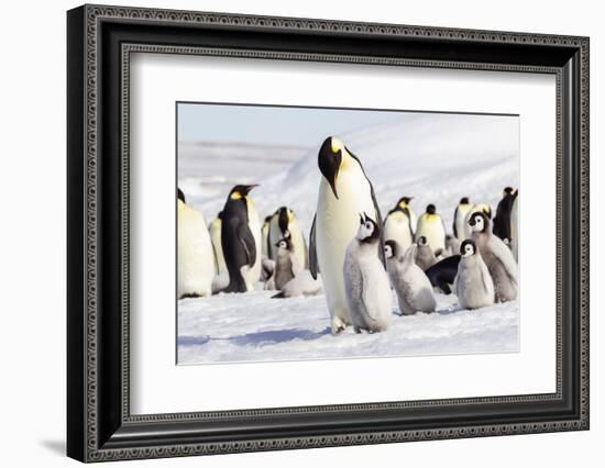 Antarctica, Snow Hill. An emperor penguin chick begs for food from an adult.-Ellen Goff-Framed Photographic Print