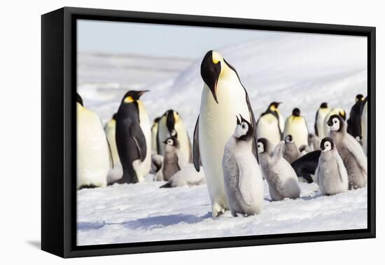 Antarctica, Snow Hill. An emperor penguin chick begs for food from an adult.-Ellen Goff-Framed Premier Image Canvas