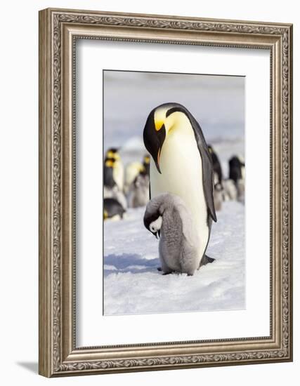 Antarctica, Snow Hill. An emperor penguin chick interacts with its parent, hoping to get fed.-Ellen Goff-Framed Photographic Print
