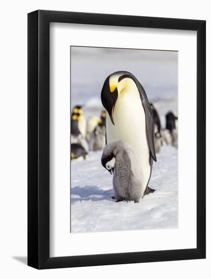 Antarctica, Snow Hill. An emperor penguin chick interacts with its parent, hoping to get fed.-Ellen Goff-Framed Photographic Print