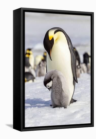 Antarctica, Snow Hill. An emperor penguin chick interacts with its parent, hoping to get fed.-Ellen Goff-Framed Premier Image Canvas