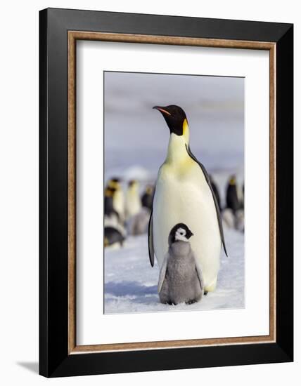 Antarctica, Snow Hill. An emperor penguin chick interacts with its parent, hoping to get fed.-Ellen Goff-Framed Photographic Print