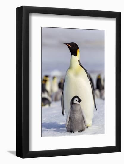 Antarctica, Snow Hill. An emperor penguin chick interacts with its parent, hoping to get fed.-Ellen Goff-Framed Photographic Print