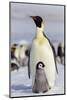 Antarctica, Snow Hill. An emperor penguin chick interacts with its parent, hoping to get fed.-Ellen Goff-Mounted Photographic Print