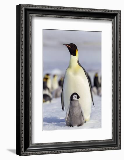 Antarctica, Snow Hill. An emperor penguin chick interacts with its parent, hoping to get fed.-Ellen Goff-Framed Photographic Print