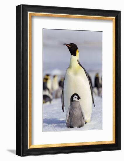 Antarctica, Snow Hill. An emperor penguin chick interacts with its parent, hoping to get fed.-Ellen Goff-Framed Photographic Print