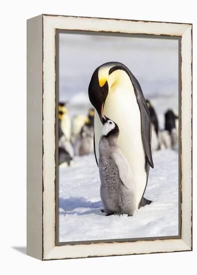 Antarctica, Snow Hill. An emperor penguin chick interacts with its parent, hoping to get fed.-Ellen Goff-Framed Premier Image Canvas