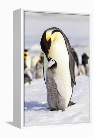 Antarctica, Snow Hill. An emperor penguin chick interacts with its parent, hoping to get fed.-Ellen Goff-Framed Premier Image Canvas