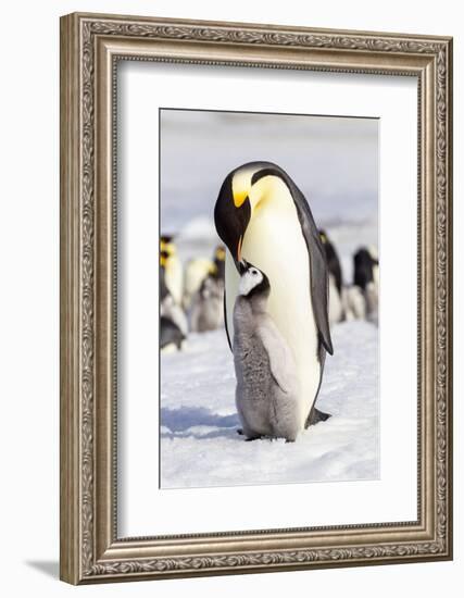 Antarctica, Snow Hill. An emperor penguin chick interacts with its parent, hoping to get fed.-Ellen Goff-Framed Photographic Print