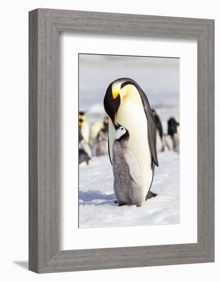 Antarctica, Snow Hill. An emperor penguin chick interacts with its parent, hoping to get fed.-Ellen Goff-Framed Photographic Print