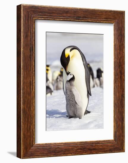 Antarctica, Snow Hill. An emperor penguin chick interacts with its parent, hoping to get fed.-Ellen Goff-Framed Photographic Print