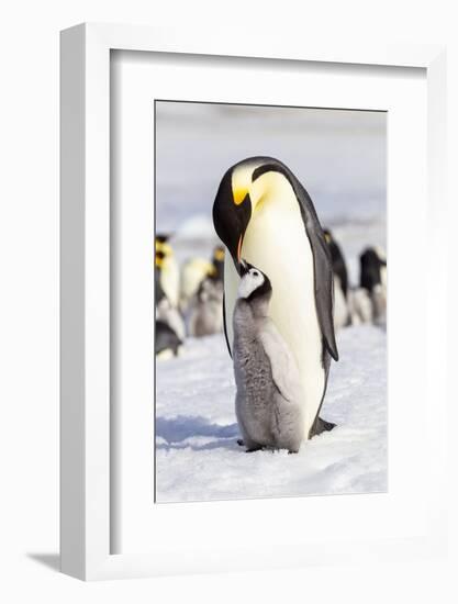 Antarctica, Snow Hill. An emperor penguin chick interacts with its parent, hoping to get fed.-Ellen Goff-Framed Photographic Print