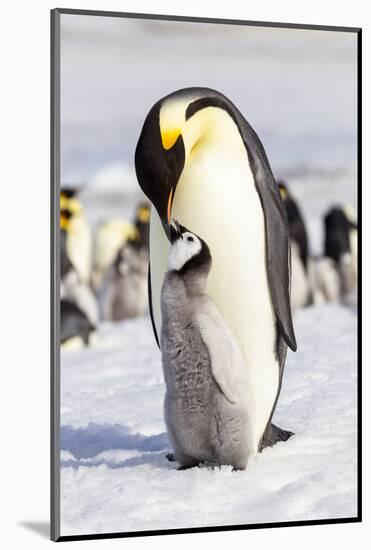 Antarctica, Snow Hill. An emperor penguin chick interacts with its parent, hoping to get fed.-Ellen Goff-Mounted Photographic Print