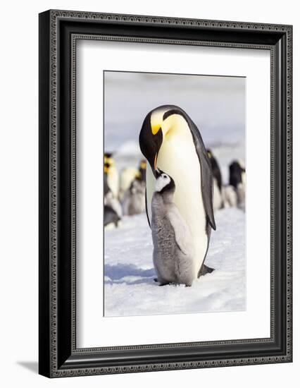 Antarctica, Snow Hill. An emperor penguin chick interacts with its parent, hoping to get fed.-Ellen Goff-Framed Photographic Print