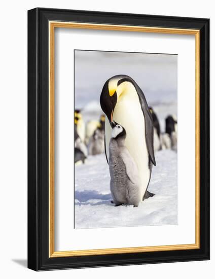 Antarctica, Snow Hill. An emperor penguin chick interacts with its parent, hoping to get fed.-Ellen Goff-Framed Photographic Print