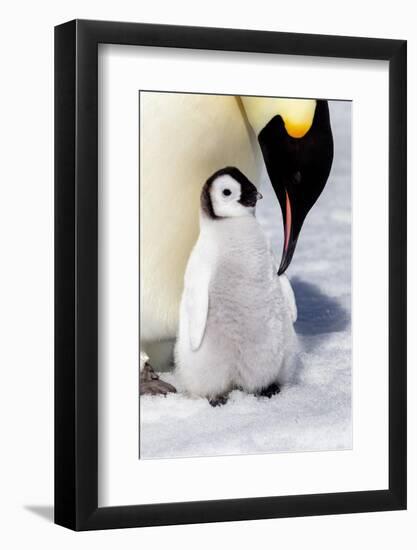 Antarctica, Snow Hill. An emperor penguin chick is tended to by its parent.-Ellen Goff-Framed Photographic Print