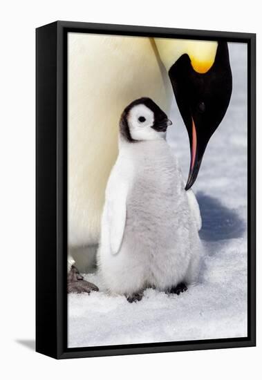 Antarctica, Snow Hill. An emperor penguin chick is tended to by its parent.-Ellen Goff-Framed Premier Image Canvas