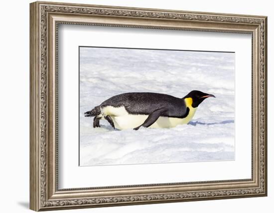 Antarctica, Snow Hill. An emperor penguin propels itself on its belly with its feet-Ellen Goff-Framed Photographic Print