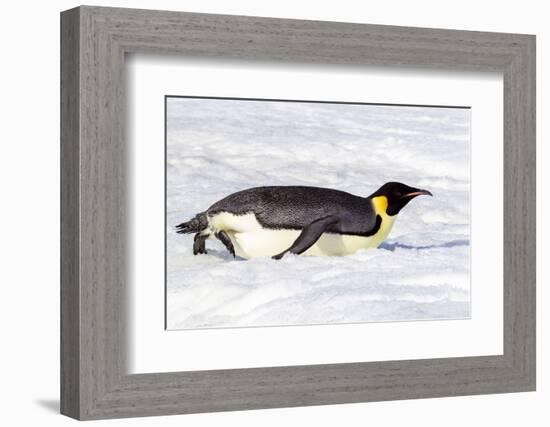 Antarctica, Snow Hill. An emperor penguin propels itself on its belly with its feet-Ellen Goff-Framed Photographic Print