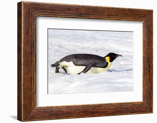 Antarctica, Snow Hill. An emperor penguin propels itself on its belly with its feet-Ellen Goff-Framed Photographic Print