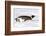 Antarctica, Snow Hill. An emperor penguin propels itself on its belly with its feet-Ellen Goff-Framed Photographic Print