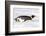 Antarctica, Snow Hill. An emperor penguin propels itself on its belly with its feet-Ellen Goff-Framed Photographic Print