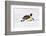 Antarctica, Snow Hill. An emperor penguin propels itself on its belly-Ellen Goff-Framed Photographic Print