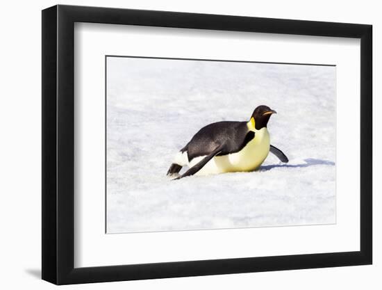 Antarctica, Snow Hill. An emperor penguin propels itself on its belly-Ellen Goff-Framed Photographic Print